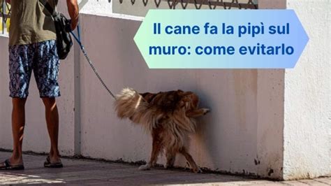 Il Cane Fa La Pip Sui Muri Perch Lo Fa Come Evitarlo E Errori Da