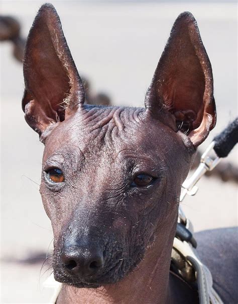 39 best Peruvian Hairless Dog images on Pinterest | Hairless dog, Chinese and Dog breeds