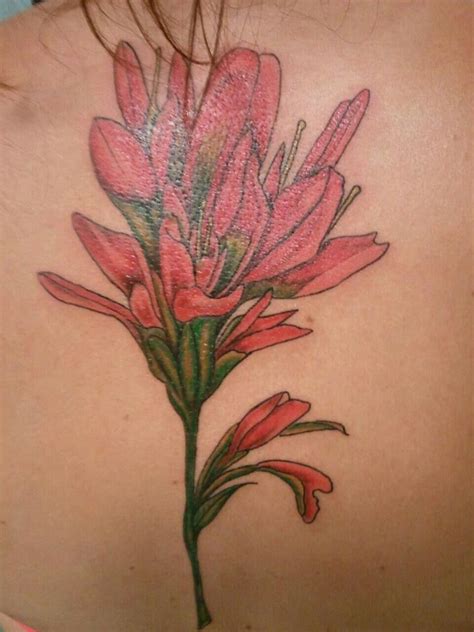 My Indian Paintbrush