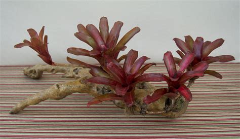 Driftwood Bromeliad Centerpiece Etsy