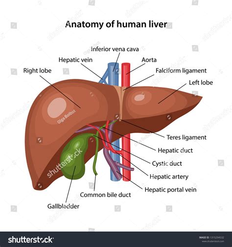 Anatomy Human Liver Description Corresponding Parts Stock Vector Royalty Free 1315294532