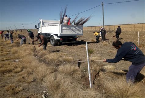 Plantaron más de 12 mil ejemplares entre Villa Mercedes y Nueva Galia