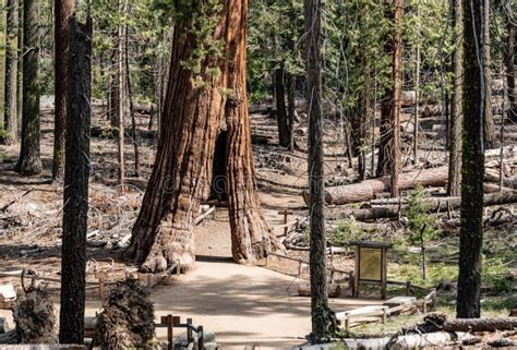 Tunnel Tree Giant Sequoia in Yosemite NP Stock Image - Image of ...