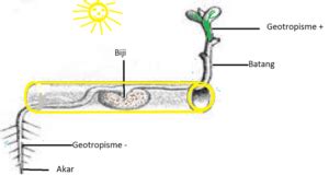 Detail Contoh Gerak Taksis Pada Tumbuhan Koleksi Nomer 53