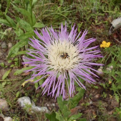 Perennials P Q Spadefoot Nursery Inc