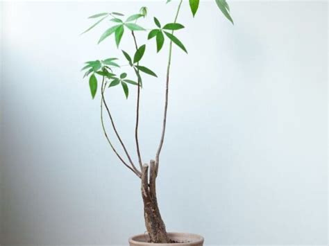 How To Tell If Money Tree Is Dying 7 Possible Signs Simplify Plants