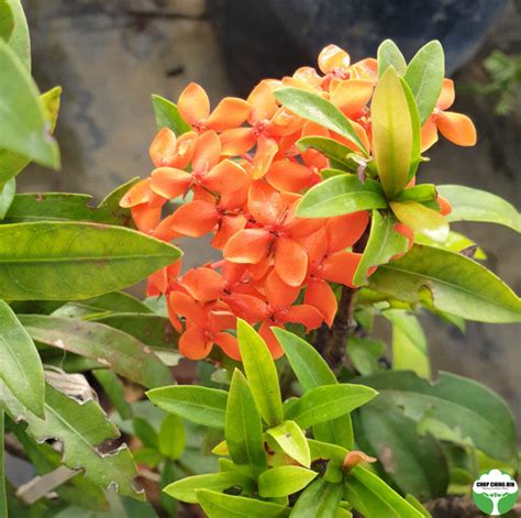 Ixora Dwarf Orange Chop Ching Hin