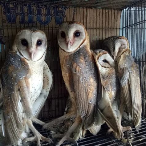 Jual Tersedia Cod Burhan Burung Hantu Barn Owl Tyto Alba