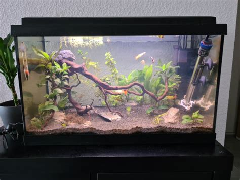 Nouvelle Photo De Mon Aquarium B Communautaire 64L B