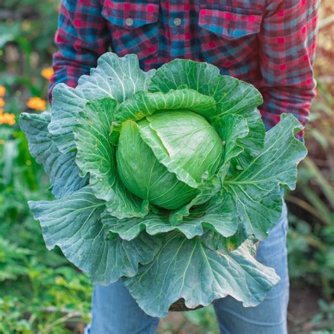 Slaw Master Hybrid Cabbage Seed Gurney S Seed Nursery Co