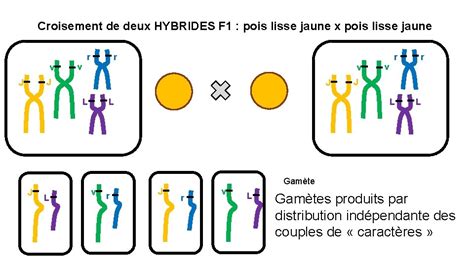 TP 1 A 2 Lois De Mendel Croisement