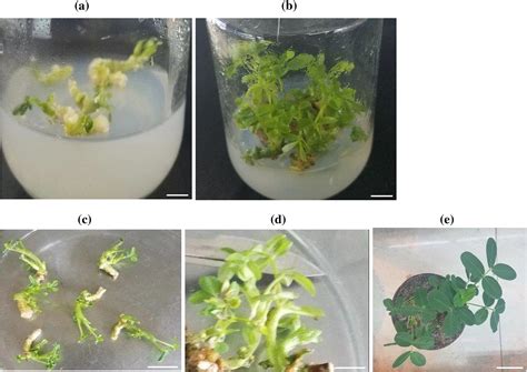 Phyton Free Full Text Evaluation Of Beta Lactam Antibiotics On The