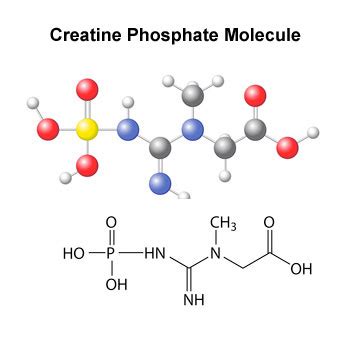 Anaerobic Respiration, Lactic Acide & Exercise - TeachPE.com