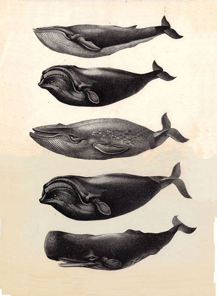 Scientific Illustration Whale Illustration Whale Scientific Illustration