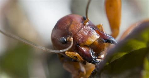 Are Potato Bugs Jerusalem Crickets Poisonous Progardentips