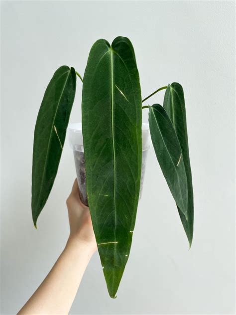 Anthurium Warocqueanum X Waterburyanum Rare Furniture Home Living