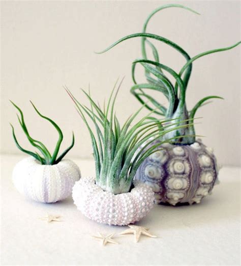 How To Decorate With Air Plants Boston Design Guide