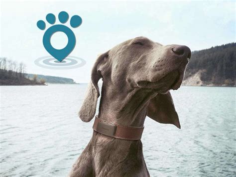 Dog Trackers Los Mejores Collares Gps Para Perros Sentido Animal