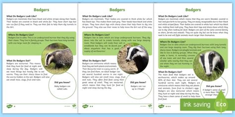 Badger Facts for Kids - Twinkl Homework Help - Twinkl