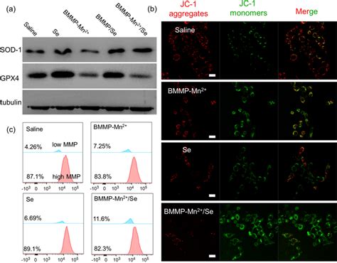 A The Protein Expression Of Hela Cells Incubated With Different