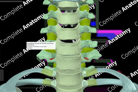 Vertebral Body Of Sixth Cervical Vertebra Complete Anatomy