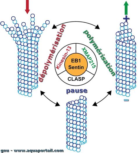 Microtubule : définition et explications