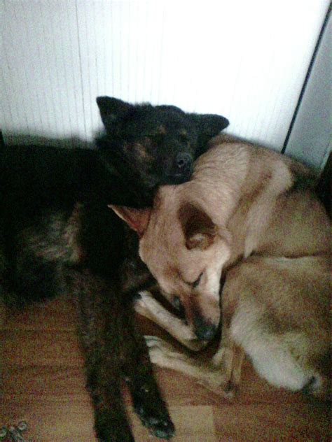 Каркуша воровка | Пикабу