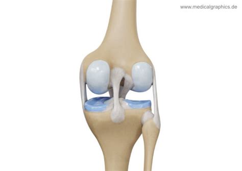 Knee - back - MedicalGraphics