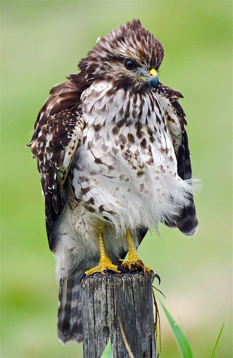 Juvenile Red Shouldered Hawk