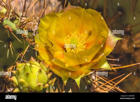 Prickly Pear Cactus Blooming Desert Botanical Garden Phoenix Arizona