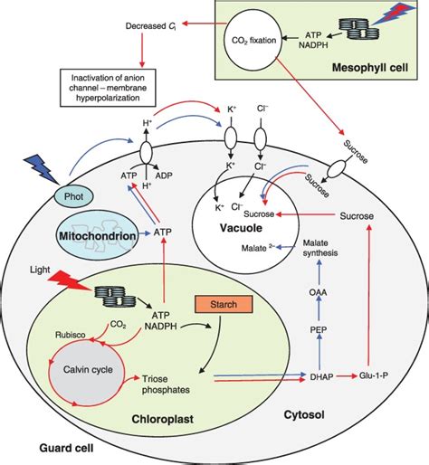 Guard cell photosynthesis and stomatal function (PDF Download Available)