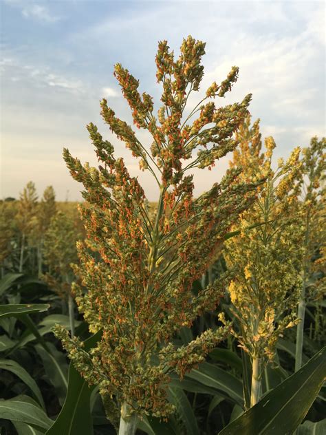 Grain Sorghum, Milo, Bird Seed – Thunder Acres