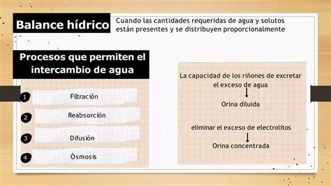 Homeostasis Equilibrio hidroelectrolítico PPT