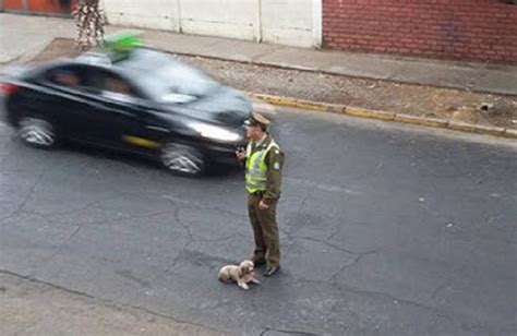 Ejemplar Policía Salva A Una Perrita Luego Persigue Al Taxista Que La