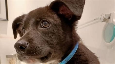 Milo Il Bellissimo Cane Lanciato In Strada Da Un Auto In Corsa Foto