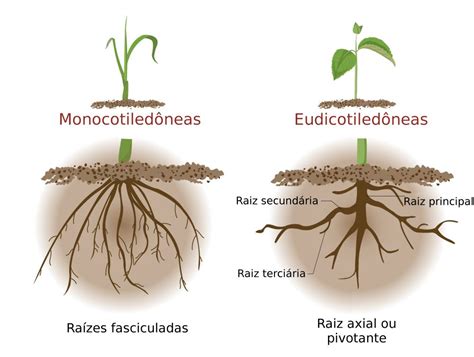 Raiz Partes Das Plantas Nica E Biologia Infoescola