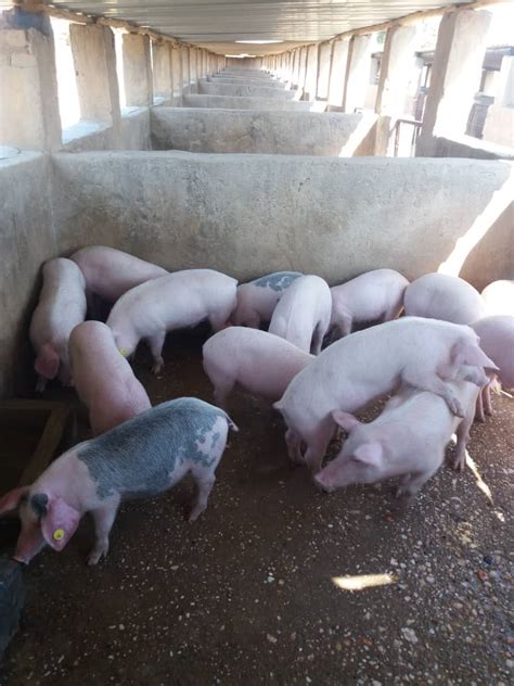 PIG FARMING IN ZIMBABWE EVERYTHING YOU NEED TO KNOW TO GET STARTED