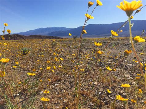 Finding Wildflowers in Death Valley - Those Someday Goals