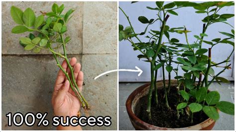 কিভাবে ডাল থেকে গোলাপের চারা তৈরি করবেন How To Propagate Rose Plants