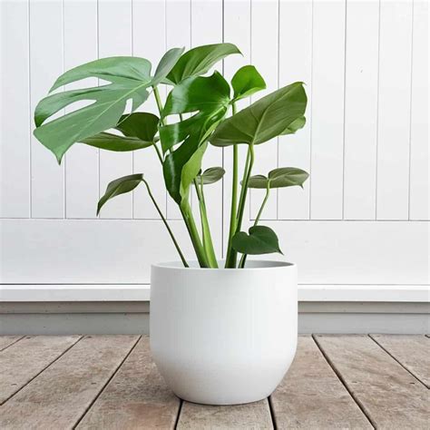 10 Of The Best Indoor Plants That Don T Need Sunlight