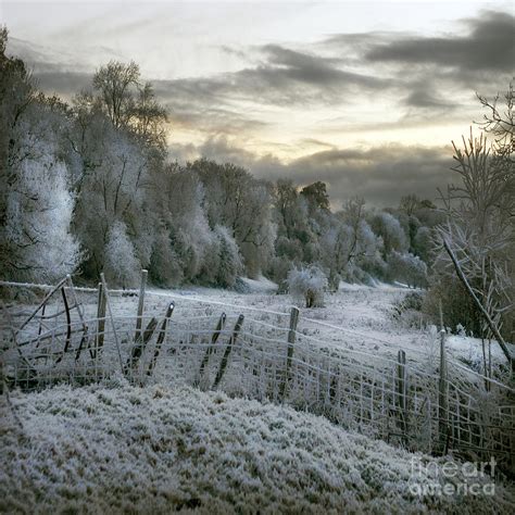 Frozen Forest Photograph by Ang El - Fine Art America