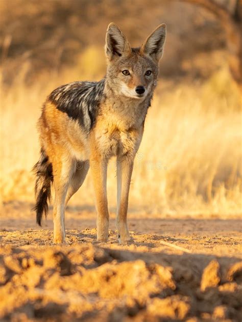 A Jackal Searching For Prey In The Grasslands Of The Kalahari Stock