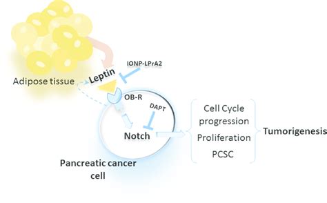 Leptin Secreted From Adipose Tissue And Pc Cells Binds To Ob R That