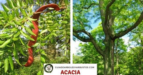 GuÍa De Árboles Y Arbustos De Los Bosques Comestibles Acacia De Tres