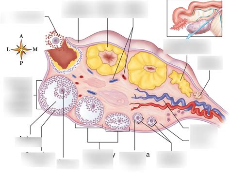 Stages Of Ovarian Follicles Diagram Quizlet