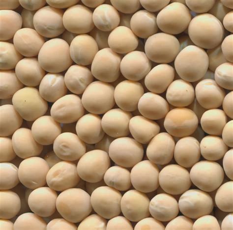 CDC Hickie Variety Description Saskatchewan Pulse Growers