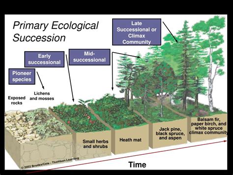 Ppt Chapter 8 Community Ecology Structure Species Interactions