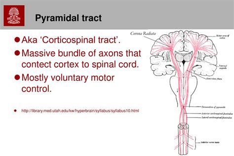 Ppt Chapter 3 Cns Gross Anatomy Powerpoint Presentation Free Download Id 724700