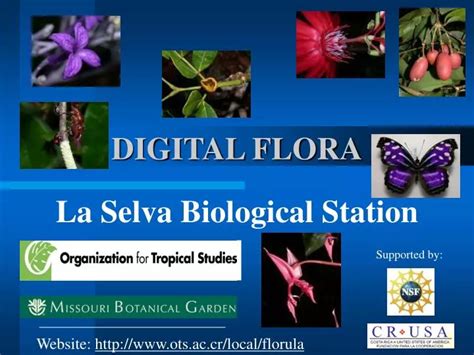 Ppt Digital Flora Powerpoint Presentation Free Download Id3656902