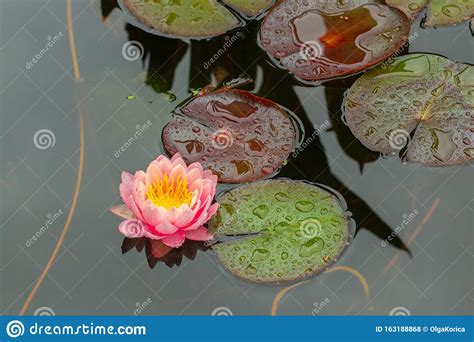 Blossoming Water Lily Among Large Green Leaves A Soft Pink Lotus